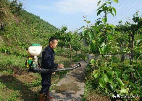 梨树虫害“梨茎蜂”蛀食嫩枝嫩梢，掌握防治技术，避免虫害爆发10