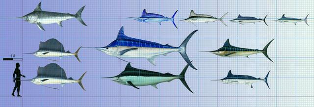 旗鱼和马林鱼是同类吗，3米长白鲟如何捕食14.5斤重草鱼，至今是迷，也许锯鳐能解答