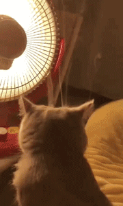 爆笑的动态图GIF：雪中送炭是这样吗？