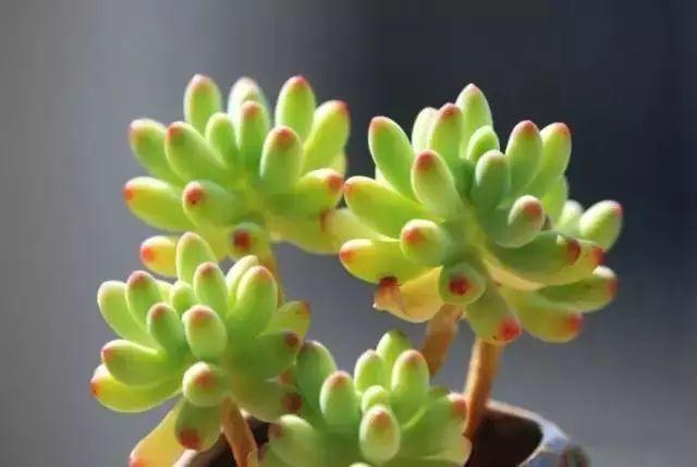 多肉植物图谱 多肉植物图谱