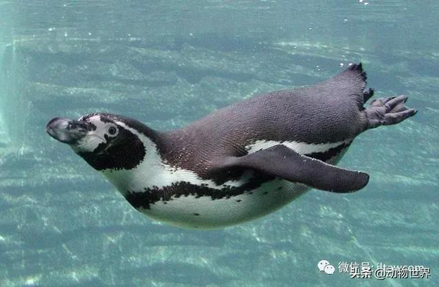 企鹅生活在哪里