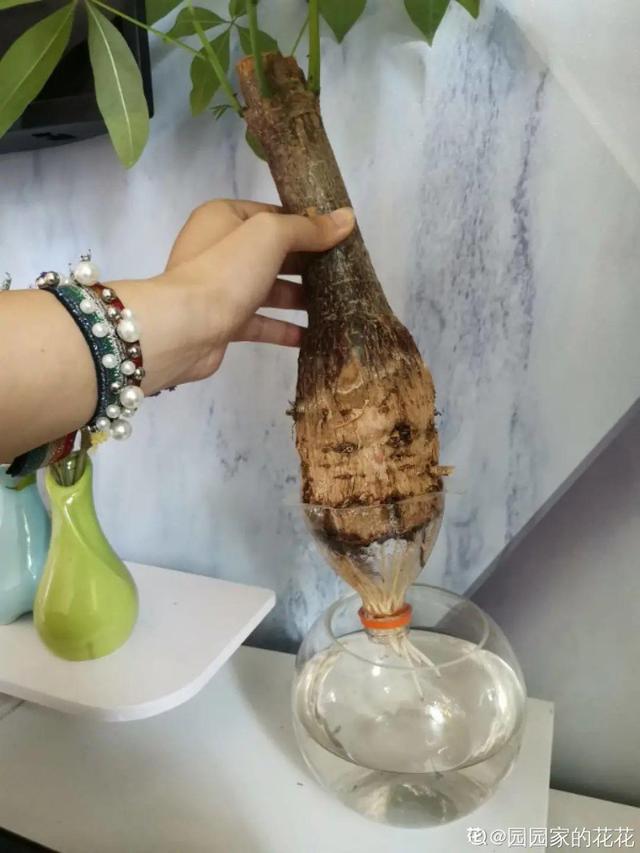 碰碰香有毒吗 碰碰香有毒吗（植物碰碰香有毒吗） 生活