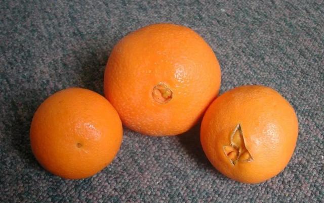 肚脐眼后面通向哪里？| 趣问万物