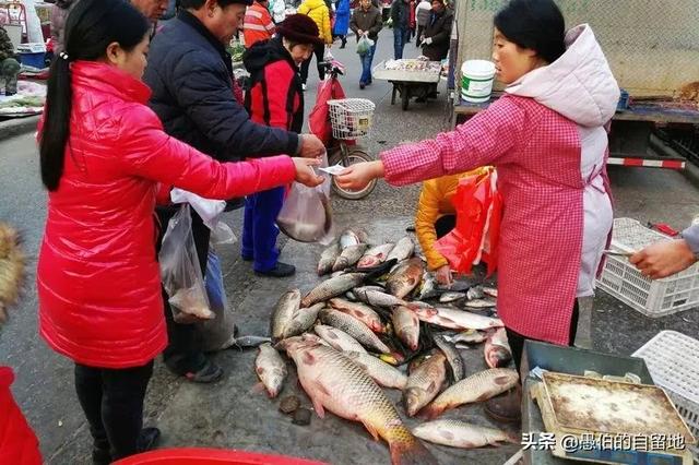 73岁买一个鲤鱼怎么办