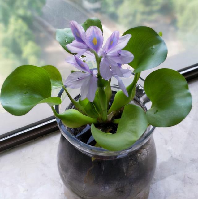 水培植物 水培植物（水培植物根部长绿苔） 生活