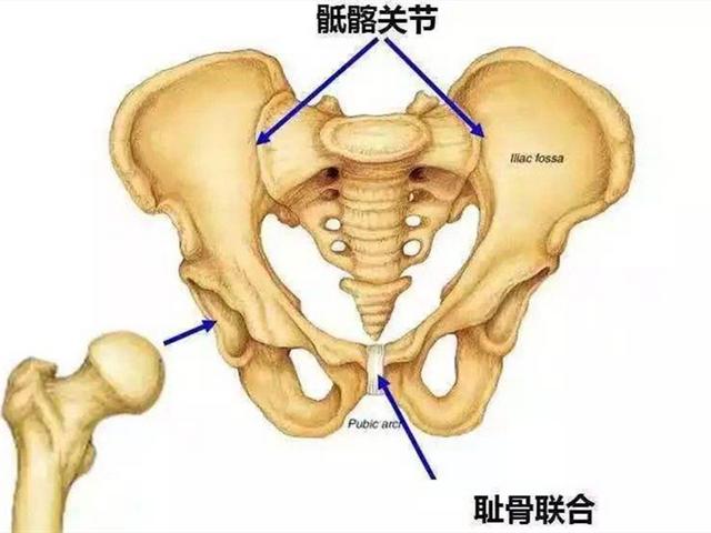 孕妇耻骨位置图（耻骨图片位置图 孕妇）