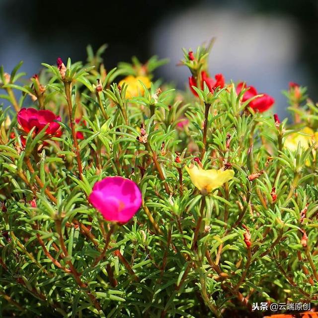 午时花 午时花（午时花图片） 生活