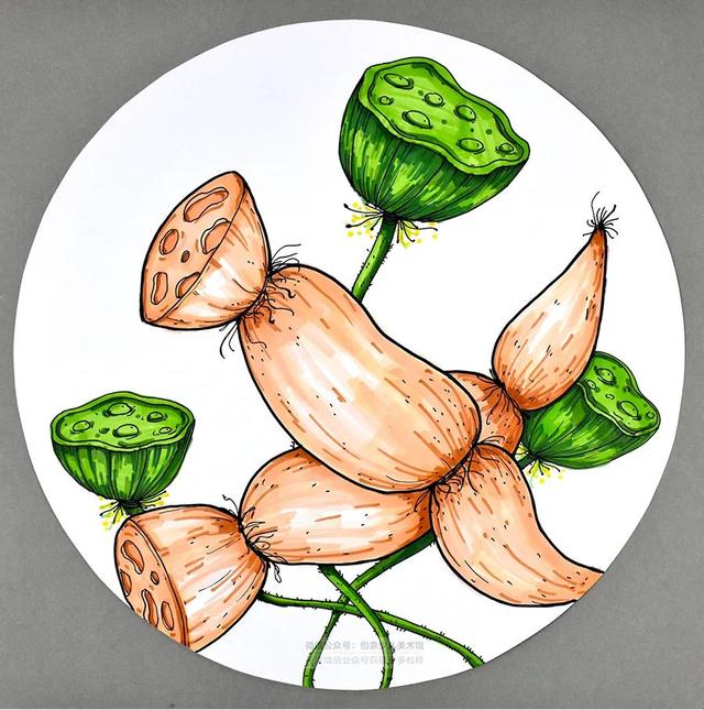 水彩画儿童莲藕(水彩笔儿童画莲藕)