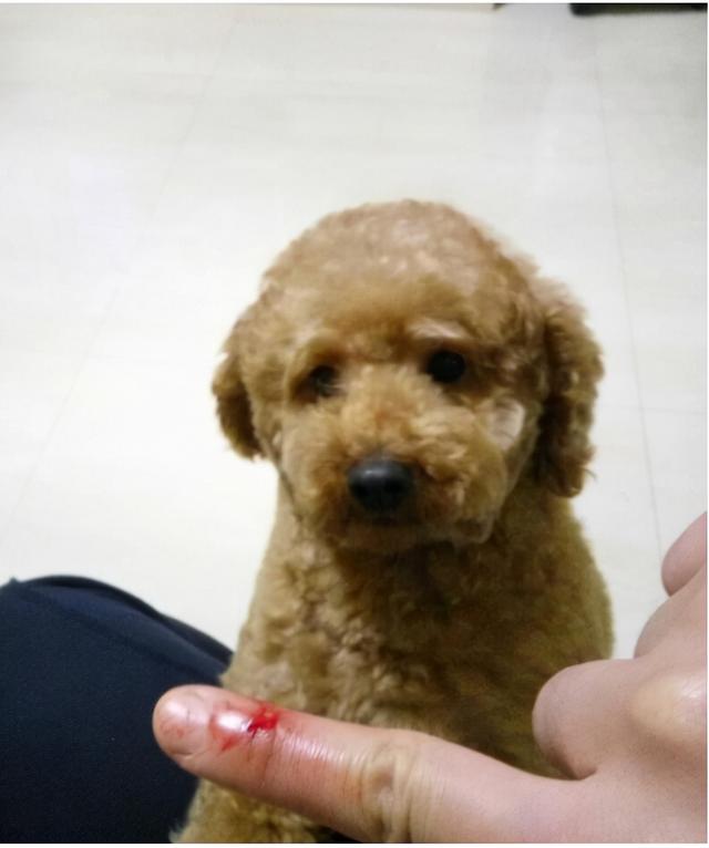 但其实泰迪犬是会咬人的.很多人都养泰国狗.他们既聪明又温顺.