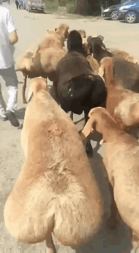 搞笑的动态图片：风骚走位，无人能比！