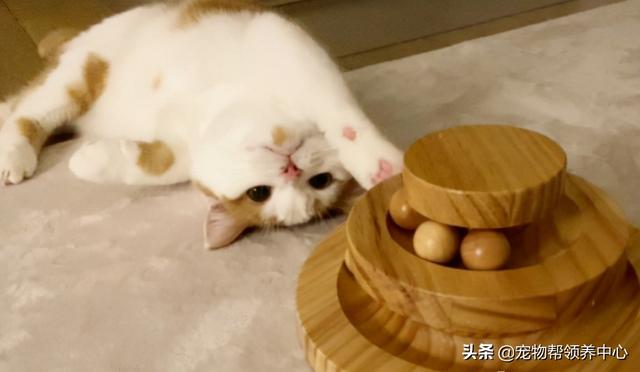 宠物小猫咪