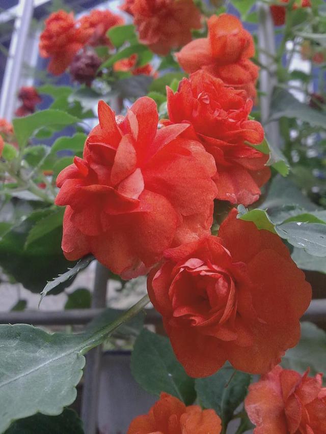 非洲凤仙花 非洲凤仙花（非洲凤仙花花期） 生活