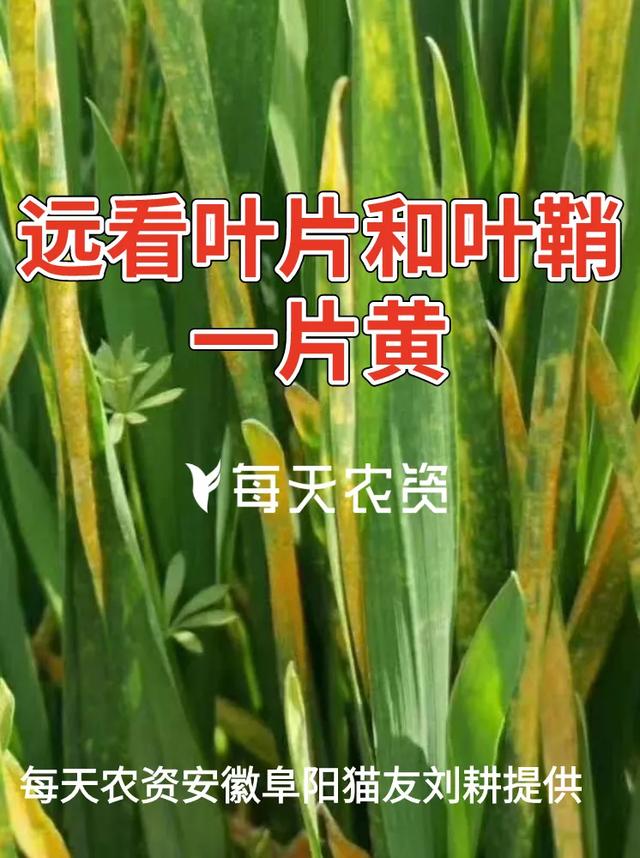 哭！近期麦苗大片大片发黄，怎么补救？5大原因必看11