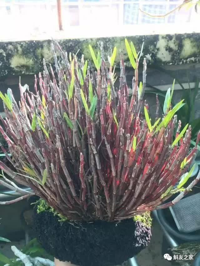 石斛种类 石斛种类（石斛种类有哪些） 生活