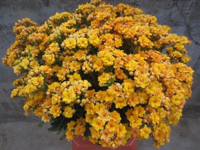 冬天的花有哪些