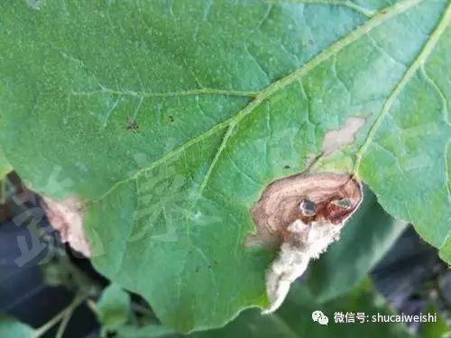 教你高效防治茄子灰霉病，掌握防治要点可轻松应对1