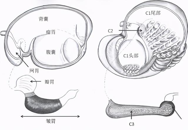 食烟食骆驼