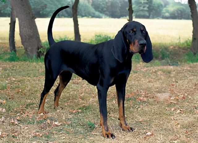 美国猎狐犬 american foxhound比格猎犬 beagle巴吉度犬 basset hound