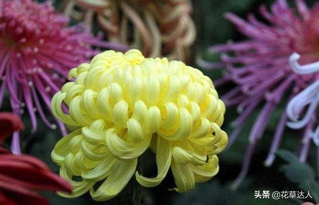 菊花的特点 菊花的特点（菊花的特点和象征意义） 生活