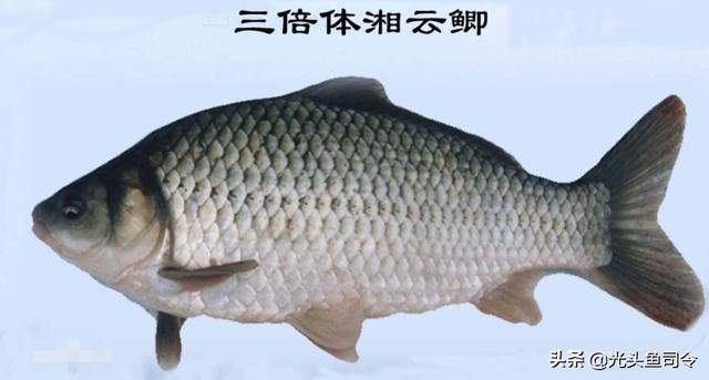 昂刺鱼没有鱼鳞吗