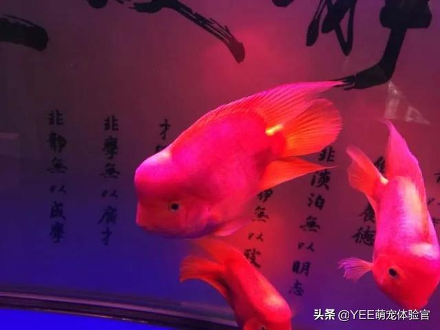鹦鹉鱼鱼鳞掉了还能长出来吗