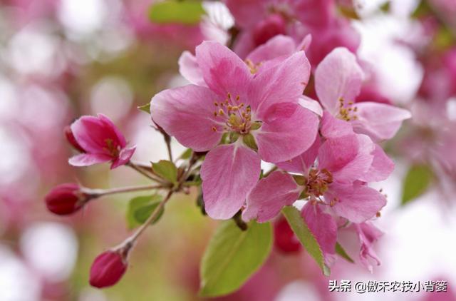 果树开花前和谢花后重点补硼补钙，既能促花促果，又能保花保果