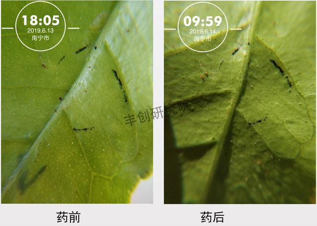 柑橘红蜘蛛，伤叶坏果！怎么防治才高效？试试45%联肼·乙螨唑6