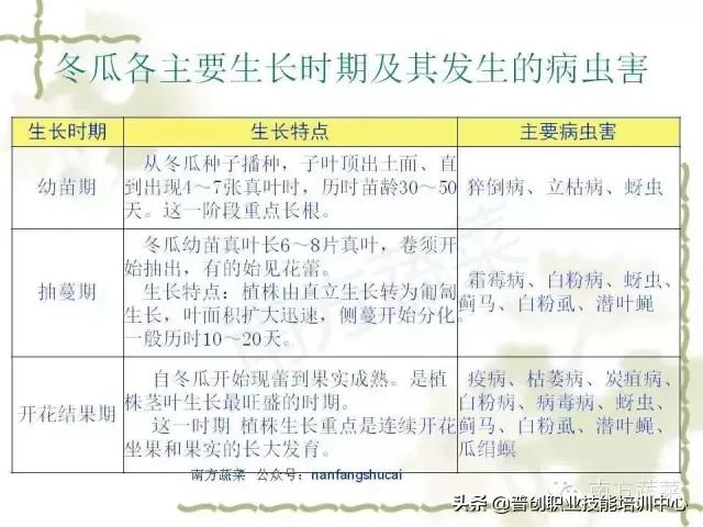 【作物病害】冬瓜常见病害识别及防治大全（推荐收藏）4