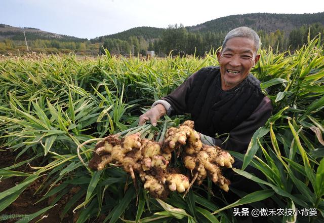 夏季7-9月是姜瘟病发病高峰期，早防早治4