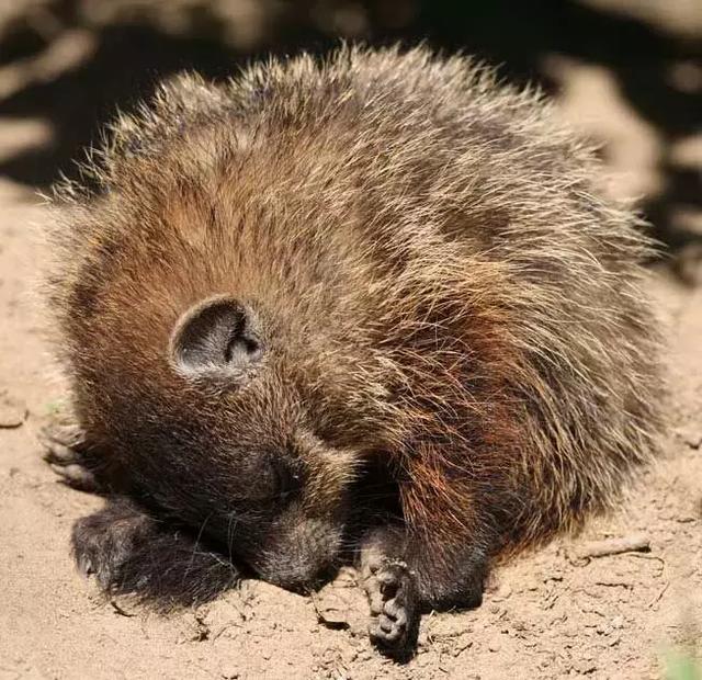 那些動物冬眠世界上最漂亮的豬品種