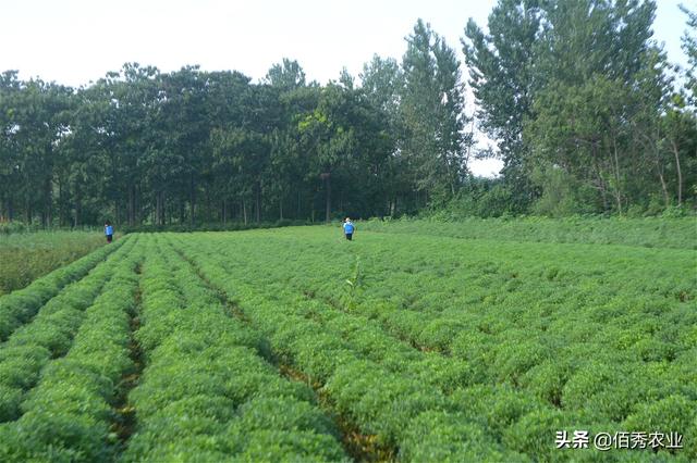 菊花田杂草危害大，掌握3个技巧，解决农村种植户除草难题