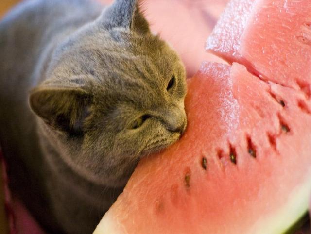 猫最爱吃什么水果（猫最爱吃的10种水果）