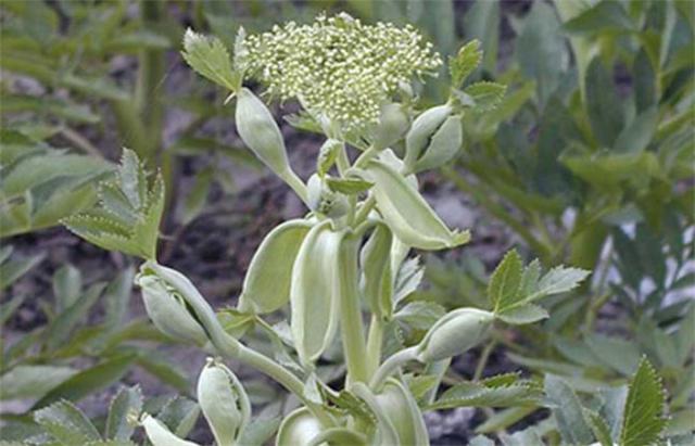 白芷种植 白芷种植（白芷种植技术） 生活