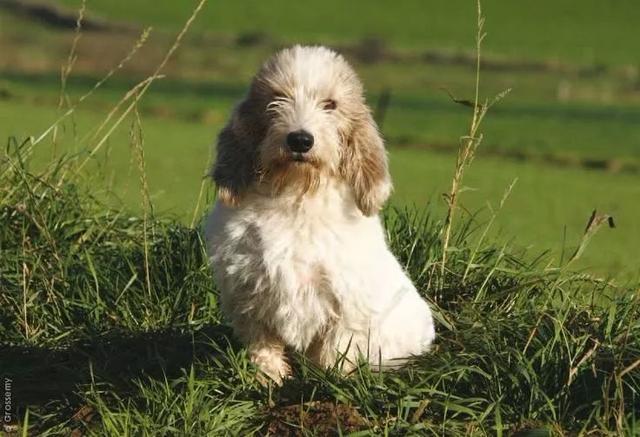 贝吉格里芬凡丁犬