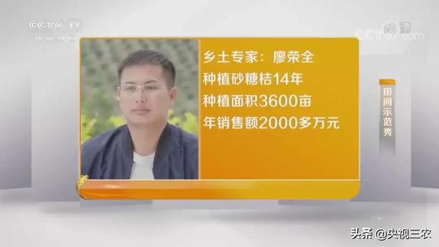 砂糖桔全攻略！大小果咋办？怎么一眼“看”出最甜的果？9