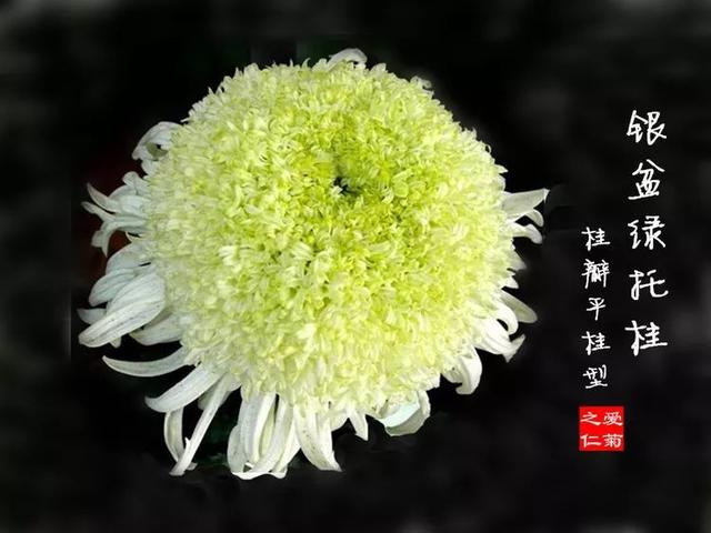 菊花的品种