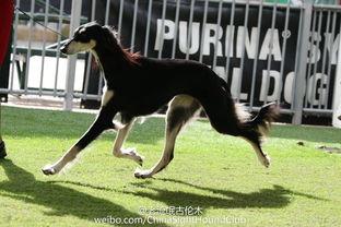 saluki