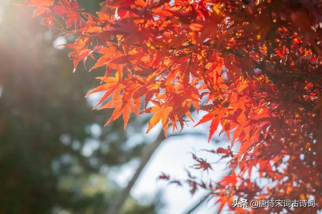 宋词里的秋天，惹人醉也惹人泪