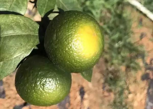 洗砂机1金平果出词快