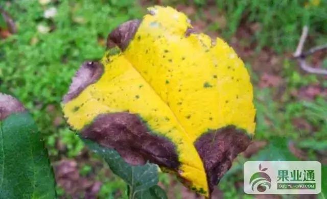 【每日一技】苹果上最全的病虫害防治集！种植户一定要看！2