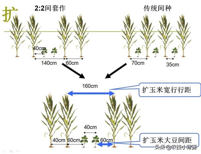 玉米-大豆间作套种有技巧，学会这些种管技术要点才能更高产6