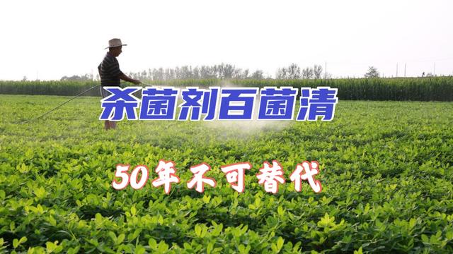 广谱杀菌剂百菌清，能防治100多种病害，农民用了50多年