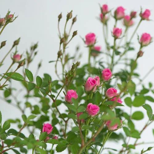 月季花的品种 月季花的品种（月季花的品种都有哪些） 生活