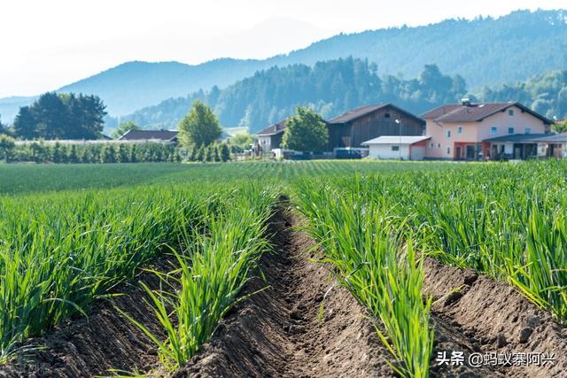 农民种韭菜，遇到虫害怎么解决？教你3个防治方法，轻松实现管理