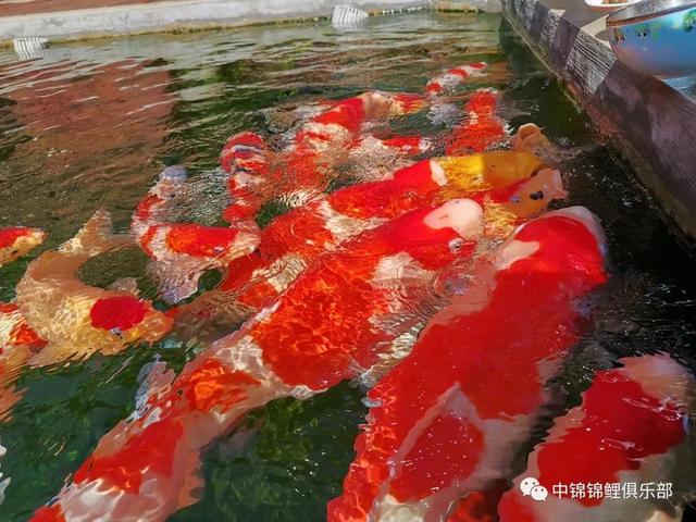 鱼池转筒过滤机_大功率抽水车