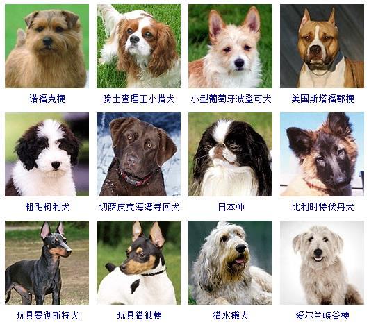 宠物犬图片