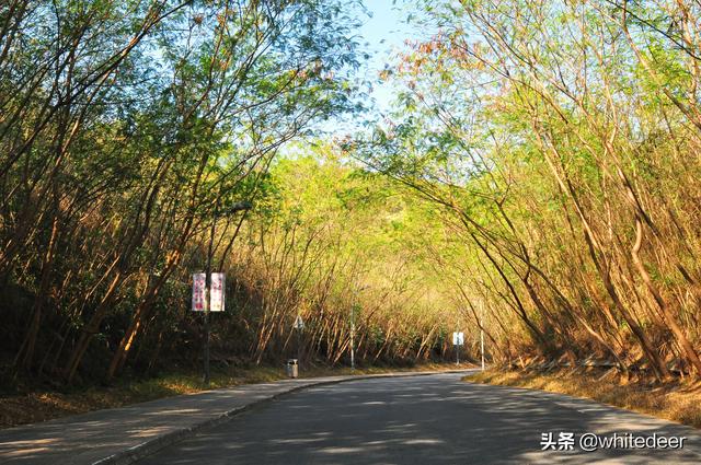 步行绿道 - 深圳龙岗 大运绿道