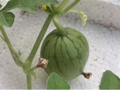 8424西瓜种植技术