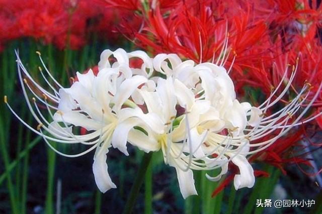 天花乱坠是什么意思啊