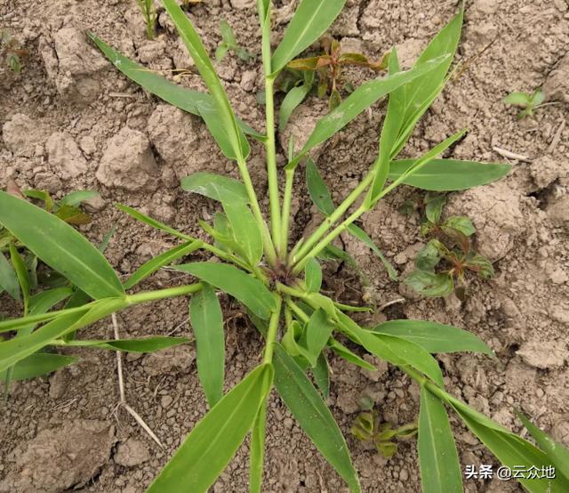 种植旱稻如何科学除草？掌握除草的几个关键点，轻松解决除草问题2